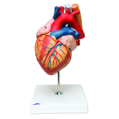 3B Scientific G13 5 Part Heart with Esophagus and Trachea Model, 2 Times Life Size, 7.1