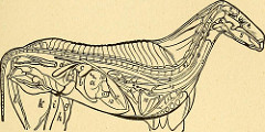 kidney disease