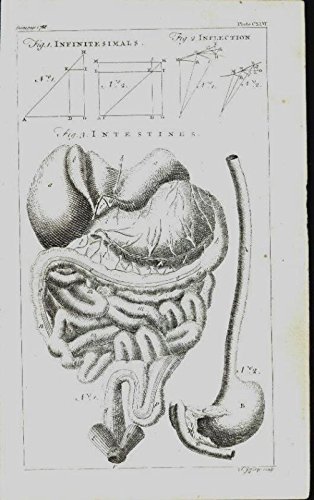 Intestines Esophagus Digestive System Inflection 1763 antique engraved print
