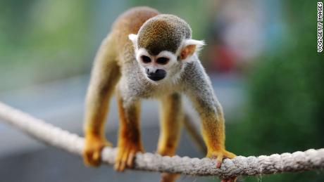 FDA reviewing animal studies in wake of monkey deaths