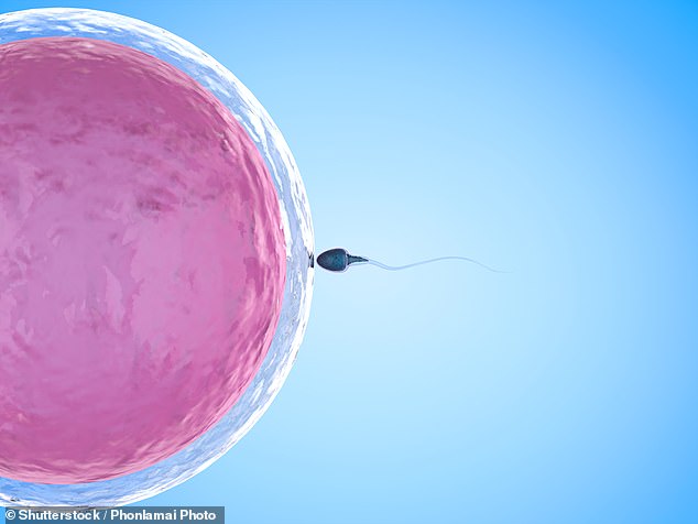 Imperial College London scientists say their research could provide evidence fathers and the health of their sperm have an important role in women having successful pregnancies