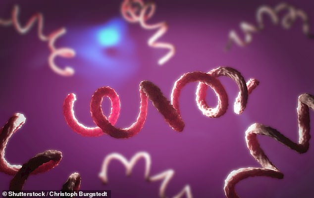 Syphilis cases are on the rise in the UK and are reportedly at their highest levels since 1949 – experts say growing numbers of women are passing the infection onto their babies (stock illustration showing the syphilis bacteria)