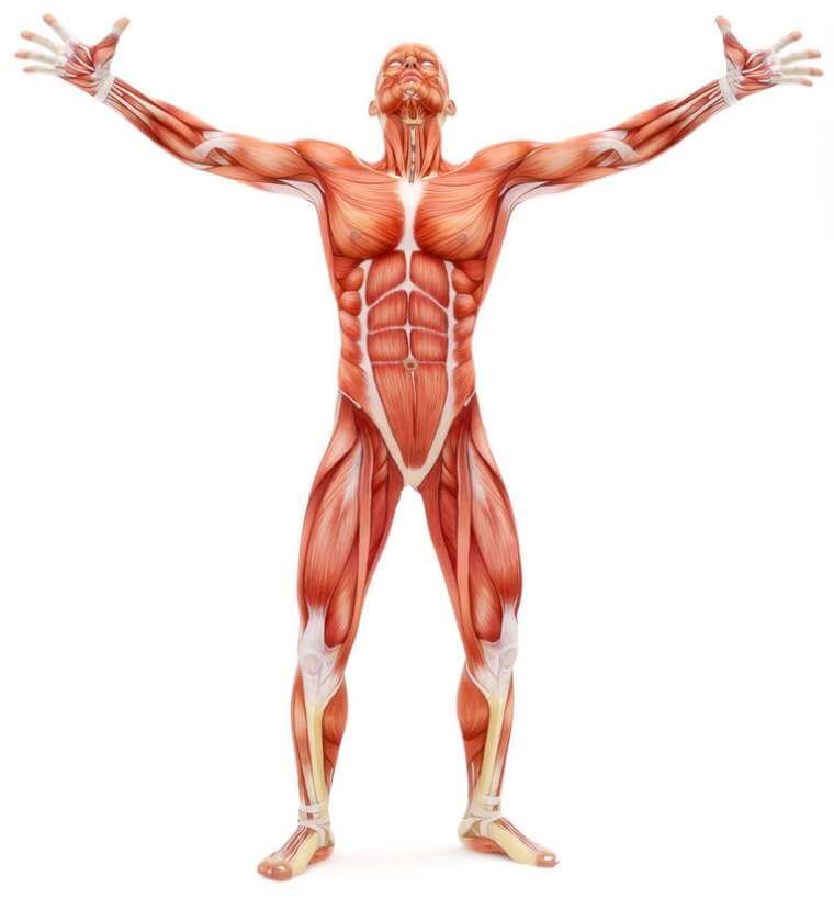 male-musculoskeletal-system-looking-upward