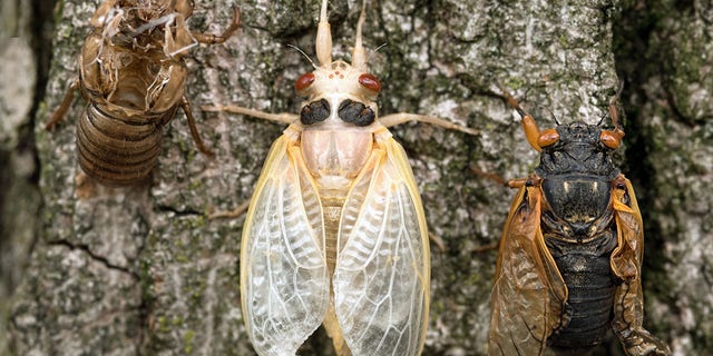 White Cicada nymph surrounded by empty skin on left and mature adult cicada with drying wings on right.